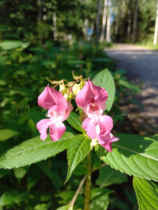 Jättebalsamin som blommar